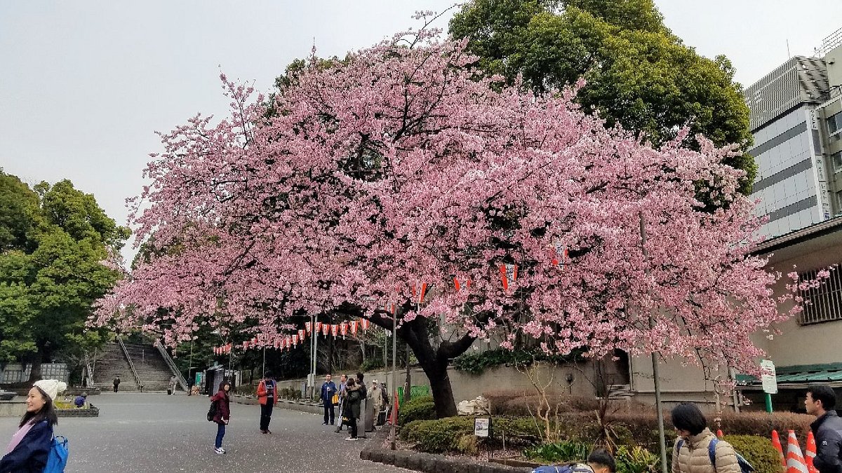 Tour Osaka – Kyoto – Phú Sĩ – Tokyo 6 ngày 5 đêm